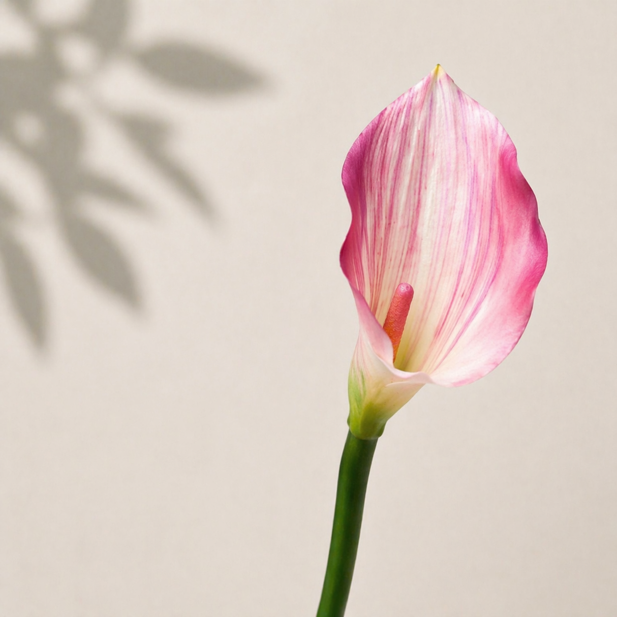 🌸 Комплект кали (5 бр.) – най-предпочитан